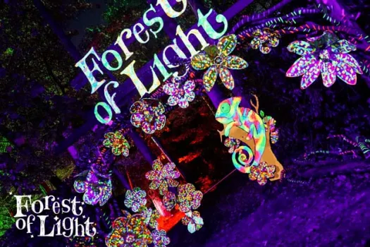 Forest of Light. November 11th and various dates until January.  at Beamish Hall