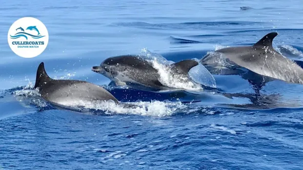 Dolphin Watch Drop-in Day at Cullercoats watch House