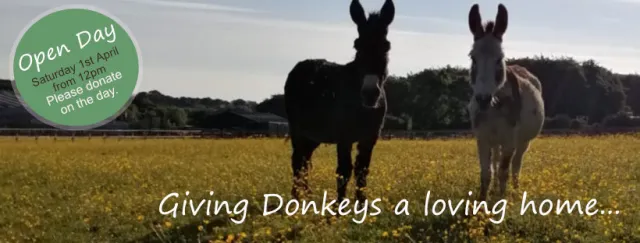 Durham Donkey Rescue Open Day at Durham Donkey Rescue, West Edmondsley Farm, County Durham