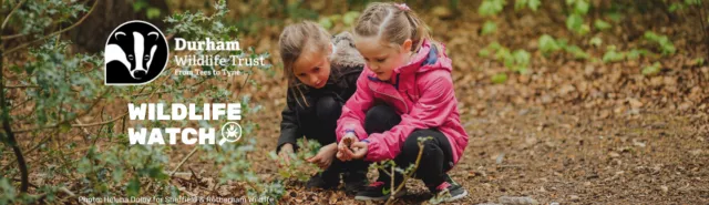 Wildlife Watch at Rainton Meadows, Houghton le Spring