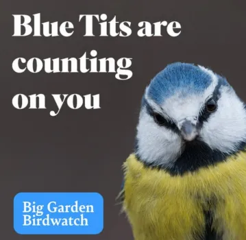 RSPB's Big Garden Birdwatch at Your Back Garden!